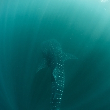 requin-baleine (Rhincodon typus) devant la plage du Cecap (camp