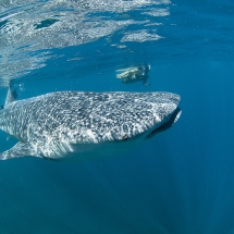 Requin-baleine (Rhincodon typus)