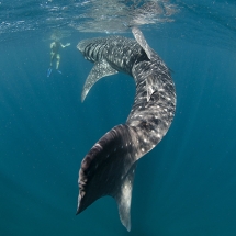 Requin-baleine (Rhincodon typus)