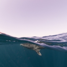 Requin-baleine (Rhincodon typus)