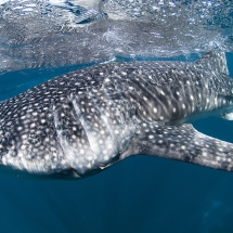 Requin-baleine (Rhincodon typus)