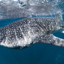 Requin-baleine (Rhincodon typus)
