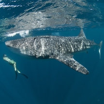 Requin-baleine (Rhincodon typus)
