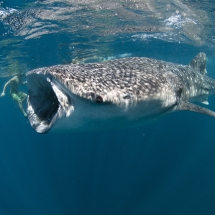 Requin-baleine (Rhincodon typus)