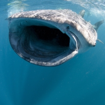 Requin-baleine (Rhincodon typus)