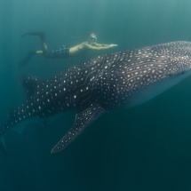 requin-baleine (Rhincodon typus) devant la plage du Cecap (camp