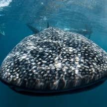 Requin-baleine (Rhincodon typus)