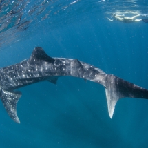 Requin-baleine (Rhincodon typus)
