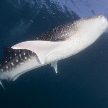 Requin-baleine (Rhincodon typus)