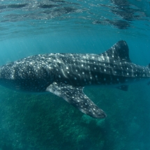 Requin-baleine (Rhincodon typus)