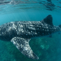 Requin-baleine (Rhincodon typus)