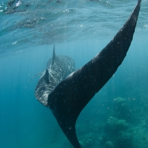 Requin-baleine (Rhincodon typus)