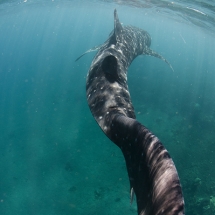 Requin-baleine (Rhincodon typus)