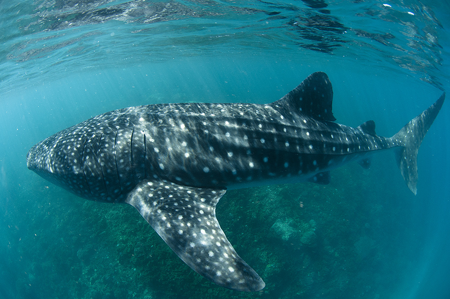 Requinbaleine La plus belle destinations pour le voir ! Office National du Tourisme Djibouti